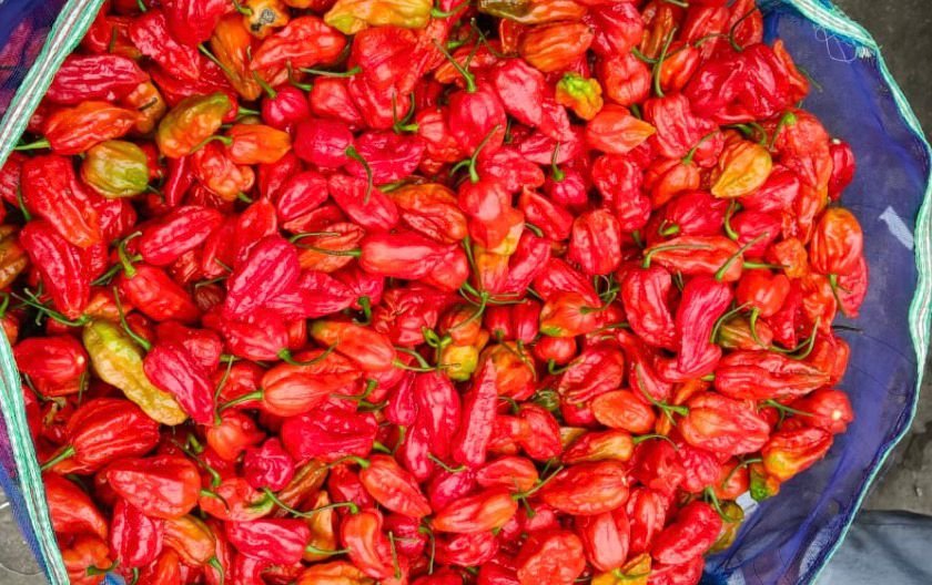 Fresh whole ghost pepper pods (Bhut Jolokia)
