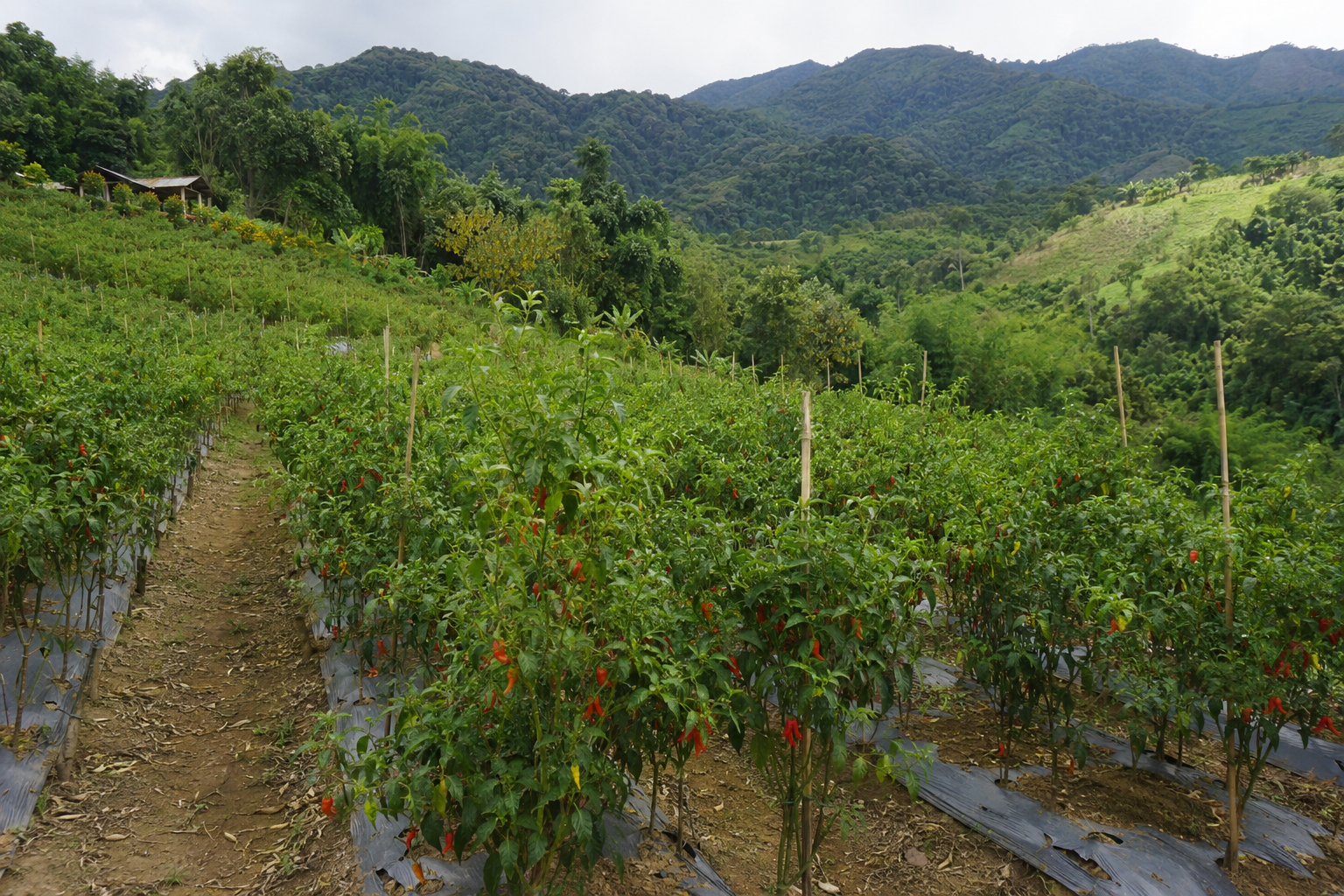 Ghost pepper farm in the hills of Northeast India